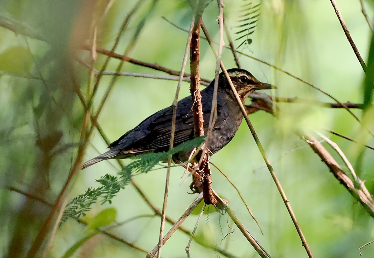 Шивэр хөөндэй - ML626076624