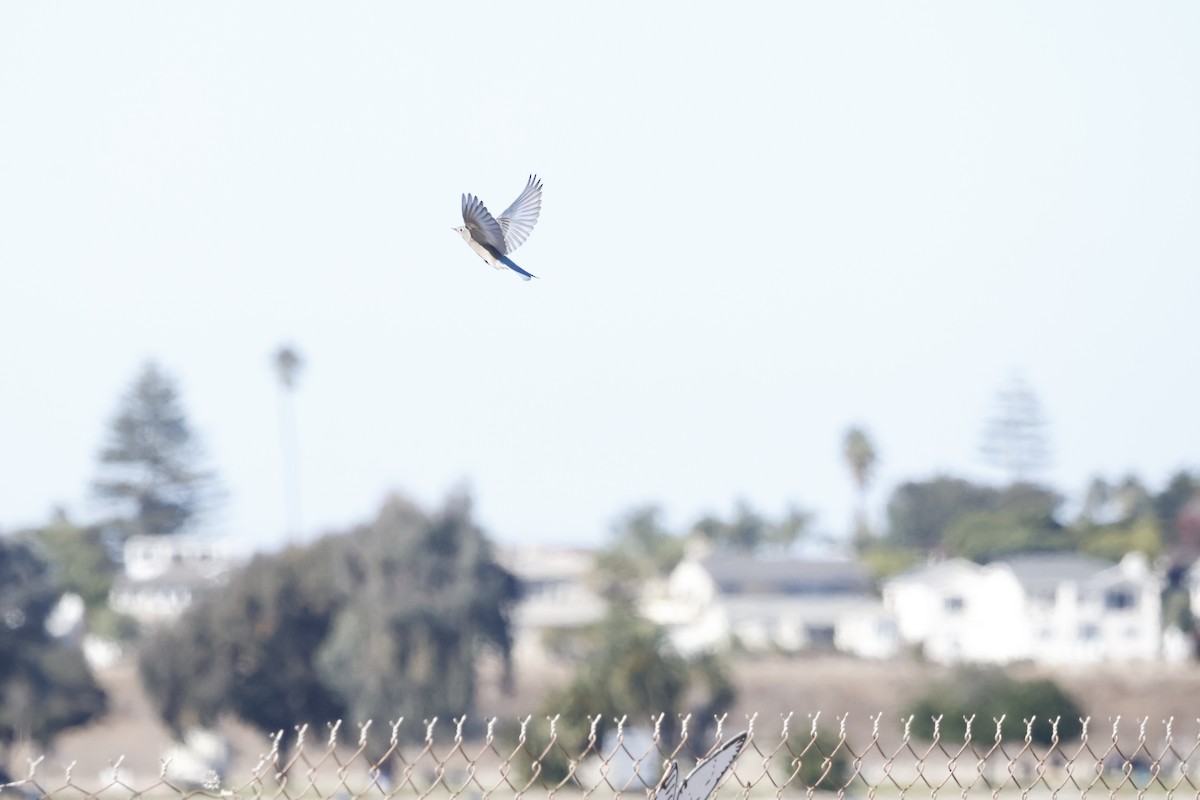 Mountain Bluebird - ML626076698