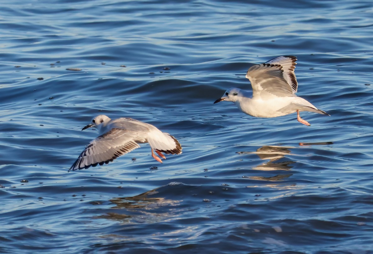 Bonaparte's Gull - ML626076734