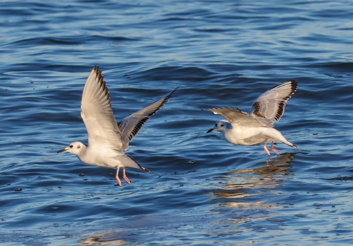 Bonaparte's Gull - ML626076735