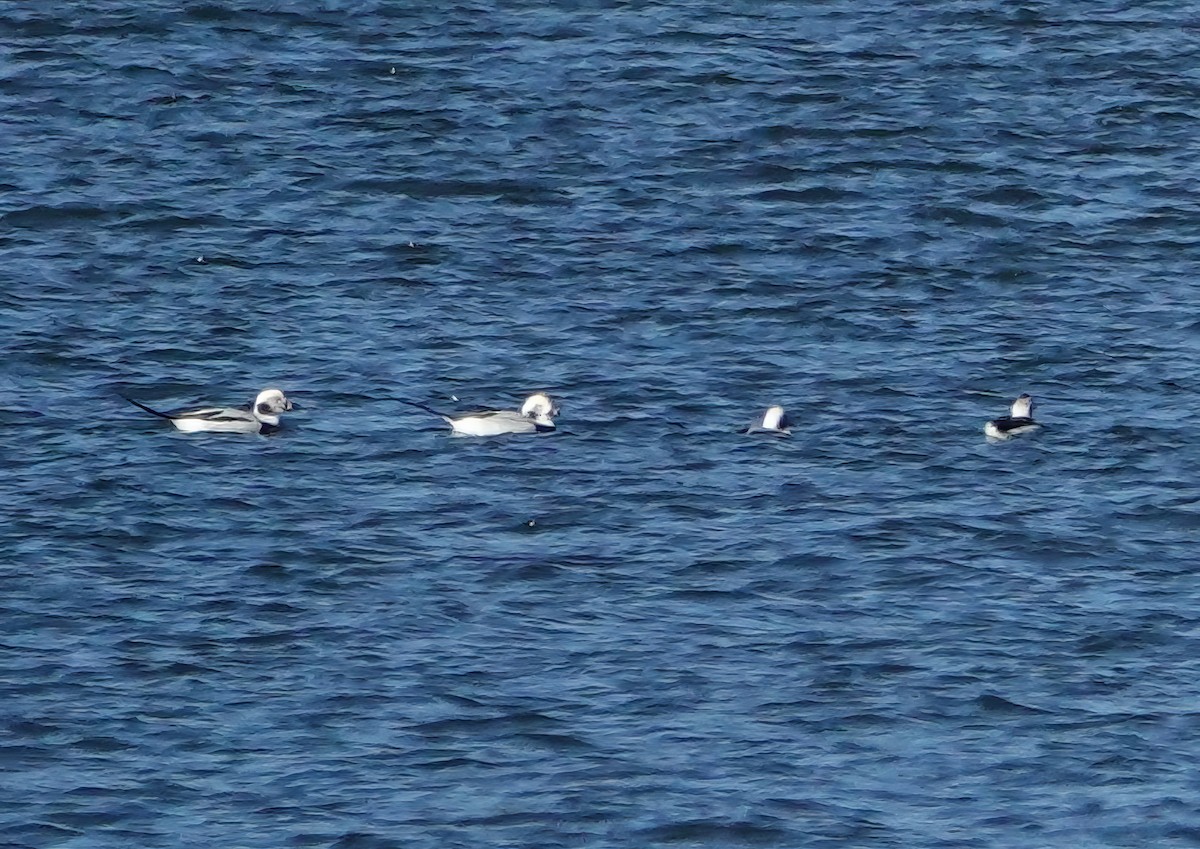 Long-tailed Duck - ML626076821