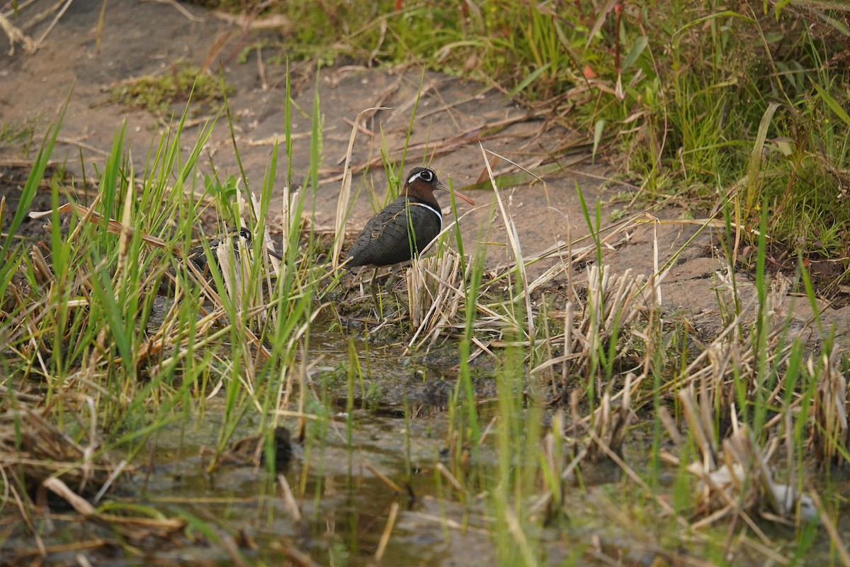 Aguatero Bengalí - ML626076917