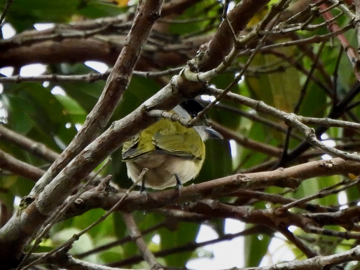 Green-backed Becard - ML626076972