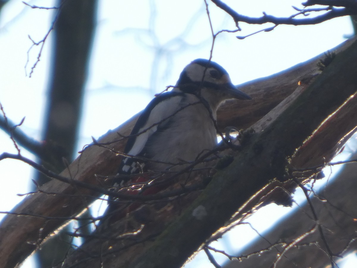 Great Spotted Woodpecker - ML626076984