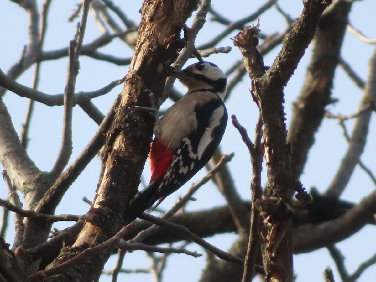 Great Spotted Woodpecker - ML626076992