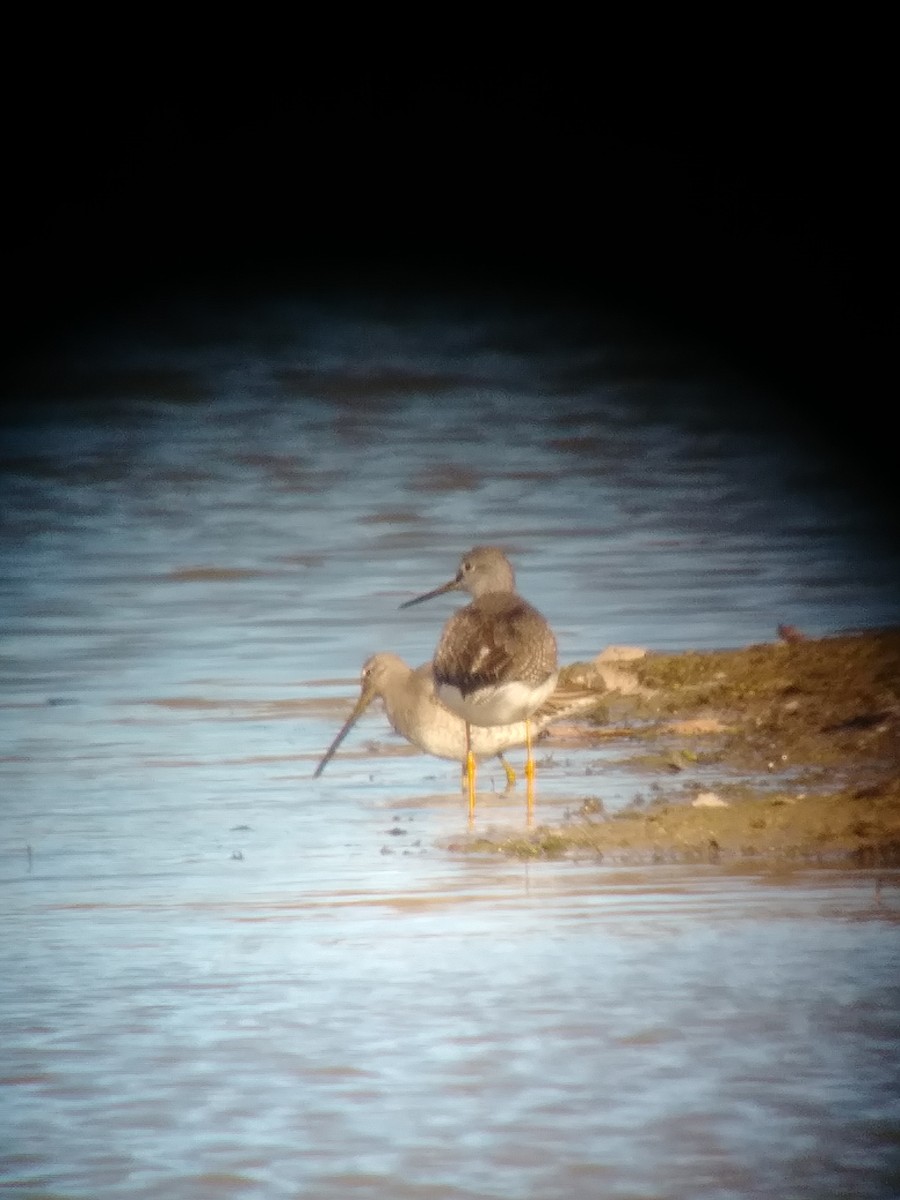 Long-billed Dowitcher - ML626077010