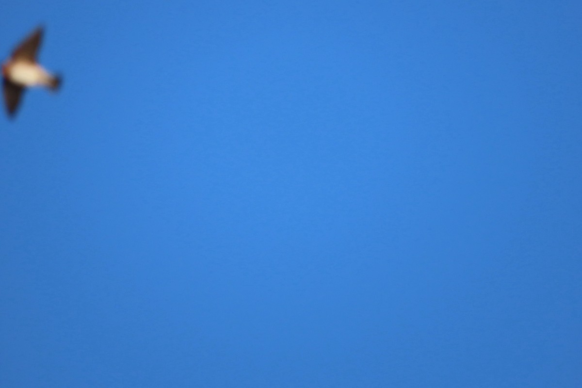 Cave Swallow - ML626077031