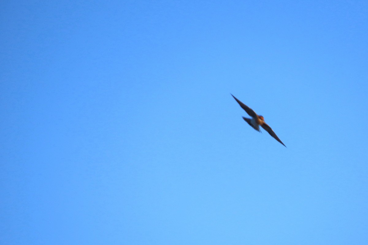 Cave Swallow - ML626077032