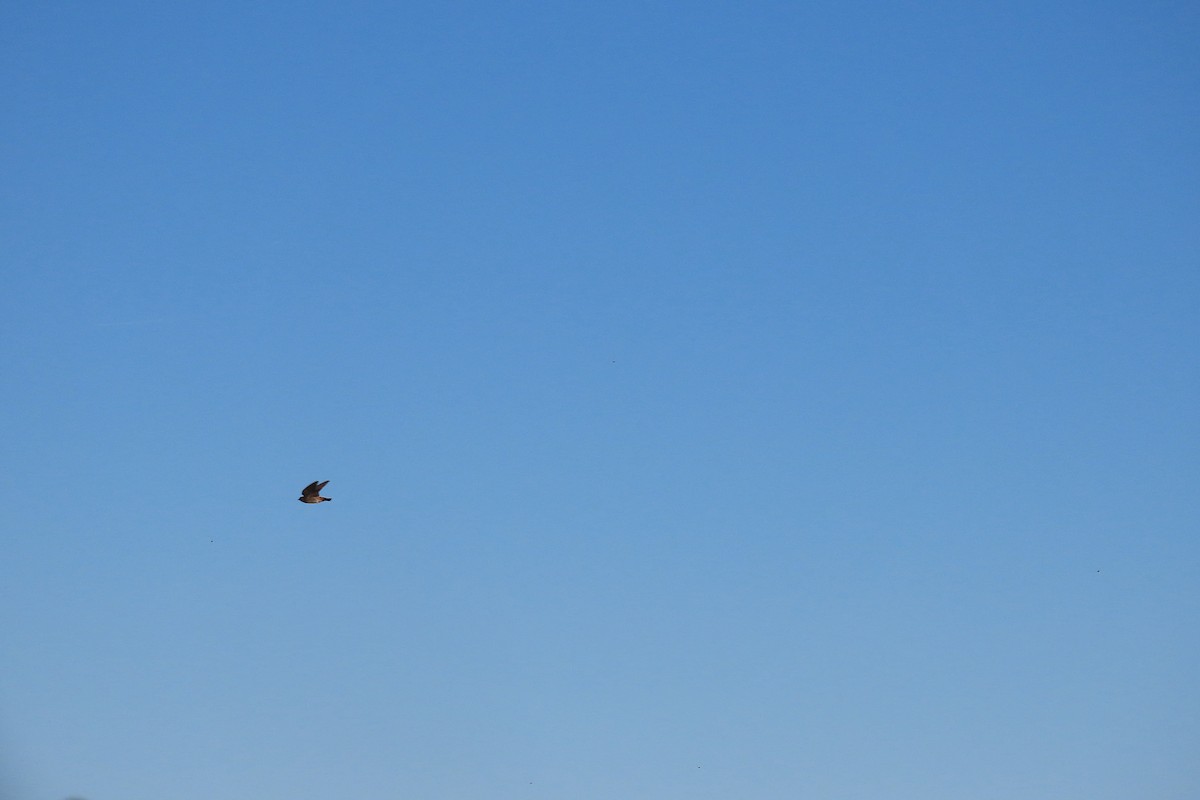 Cave Swallow - ML626077035