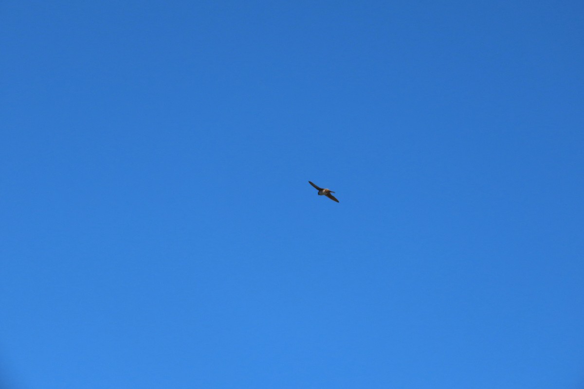 Cave Swallow - ML626077036