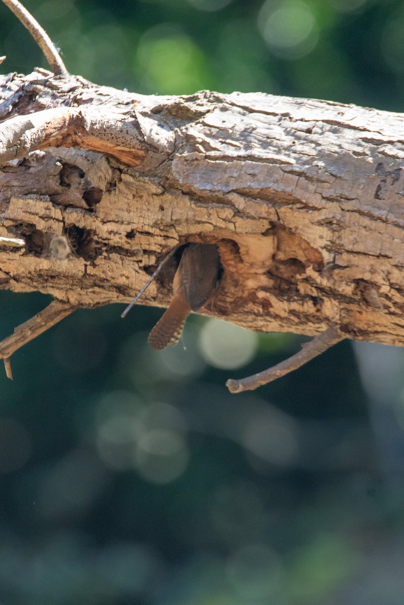 Southern House Wren - ML626077088