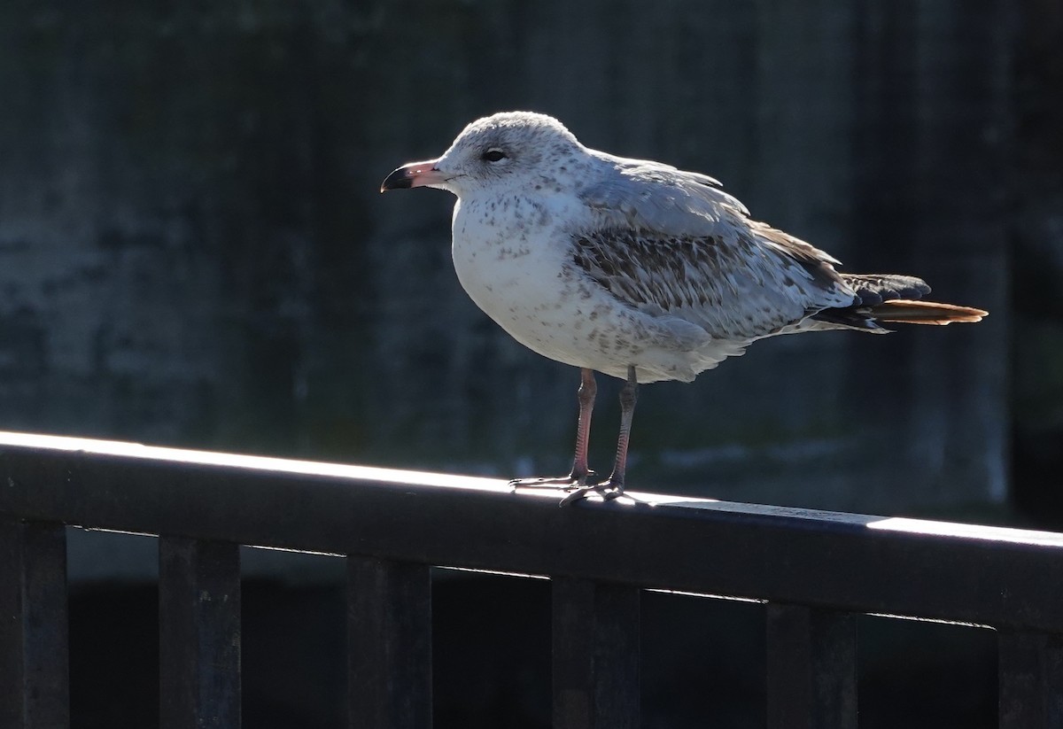 Ring-billed Gull - ML626077207