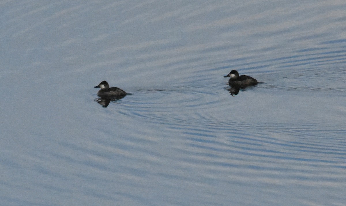 Ruddy Duck - ML626077287