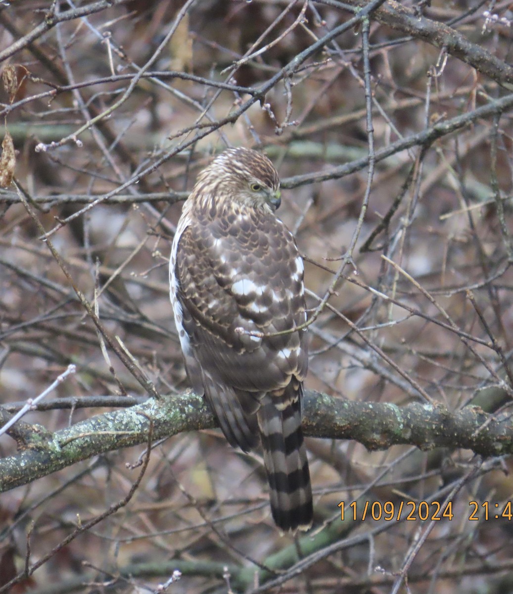 Cooper's Hawk - ML626077339