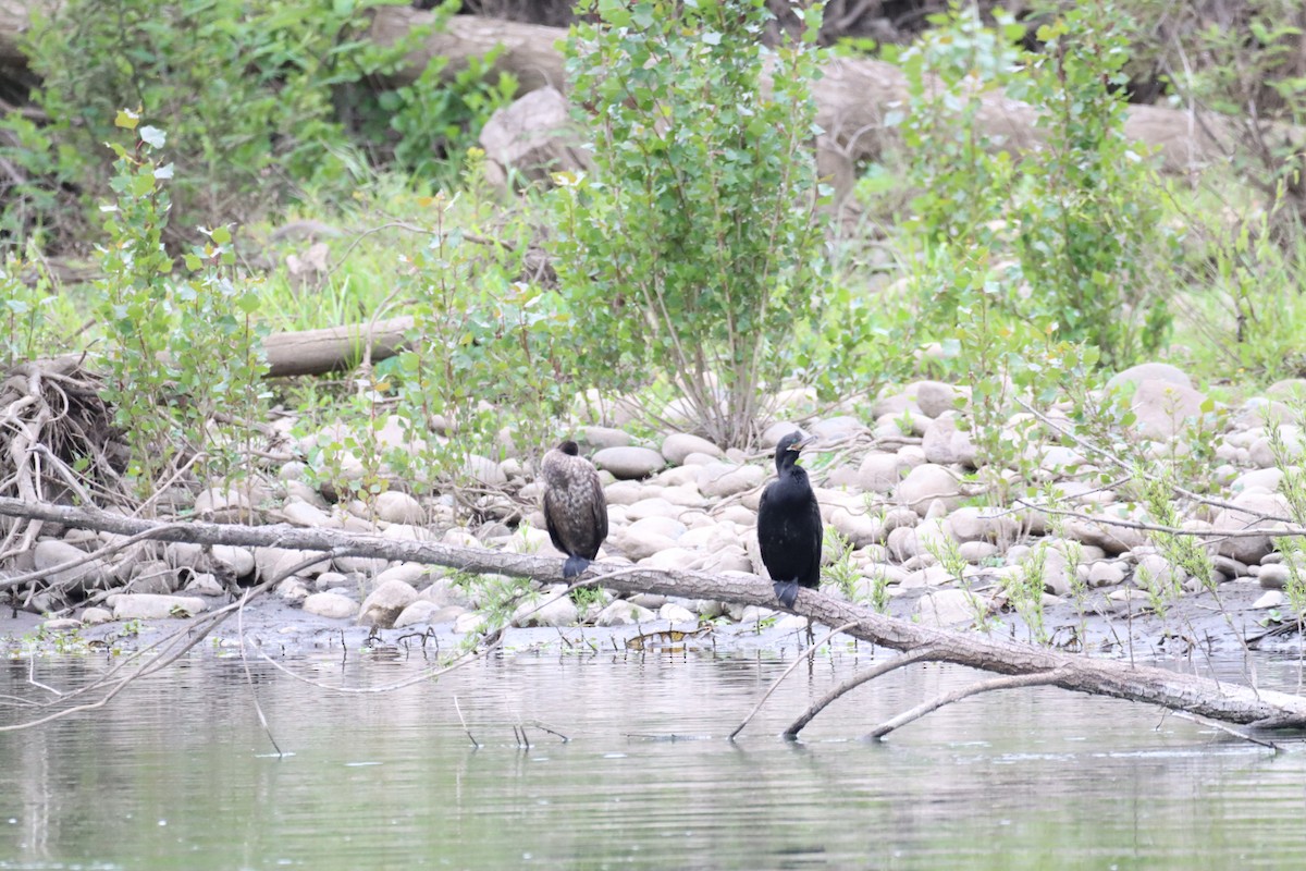 Neotropic Cormorant - ML626077391