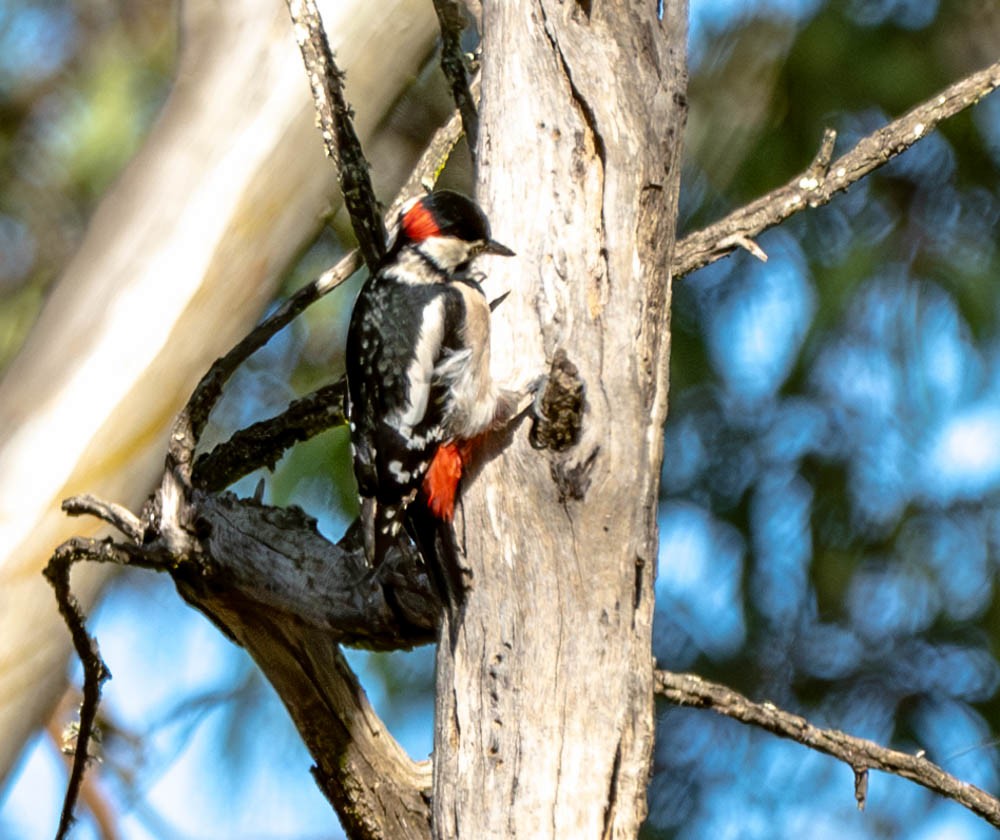 Great Spotted Woodpecker - ML626077441