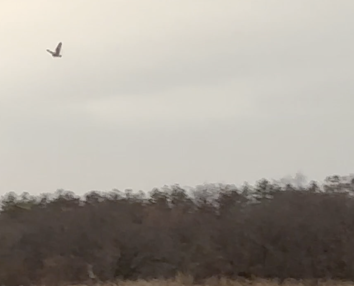 Gufo di palude - ML626077457