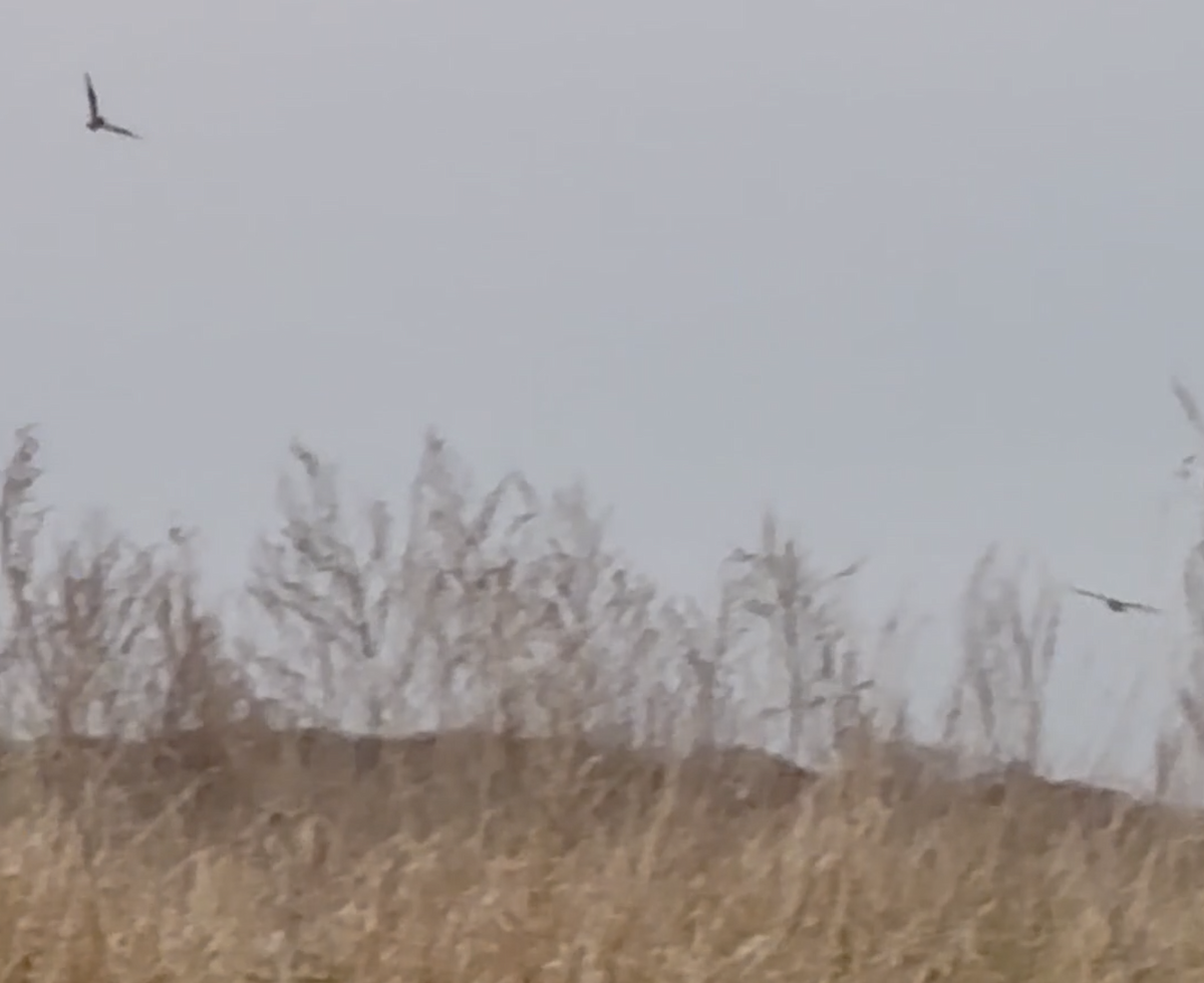 Gufo di palude - ML626077458