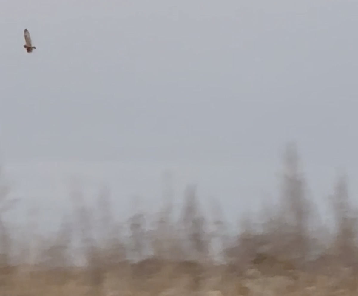 Gufo di palude - ML626077459