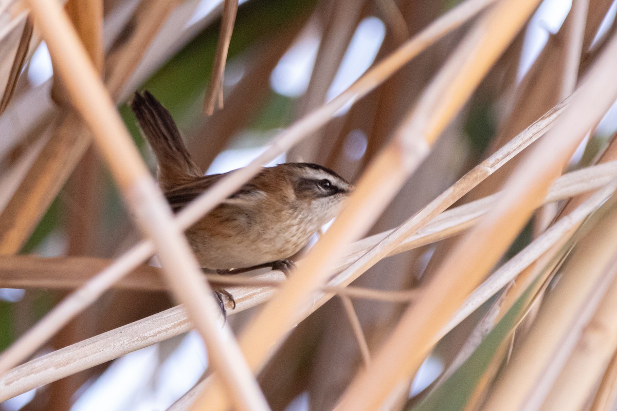 Moustached Warbler - ML626077559