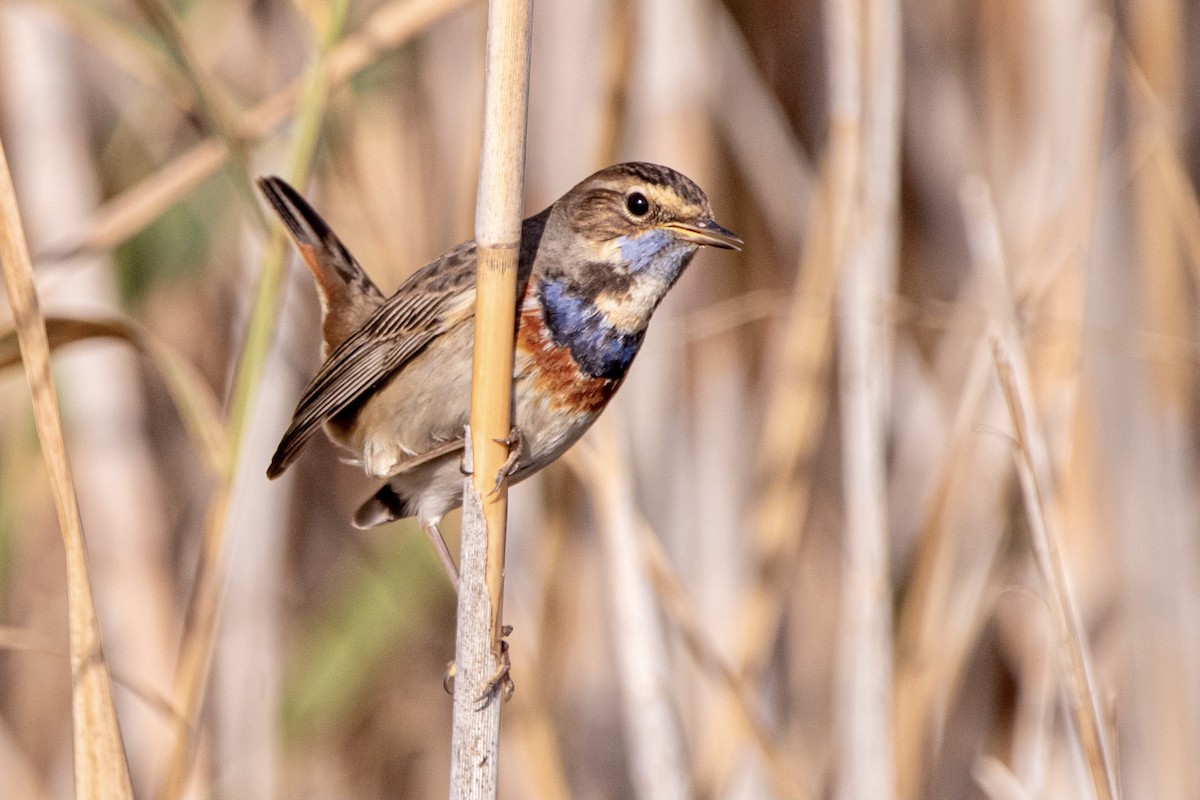 Blaukehlchen - ML626077562