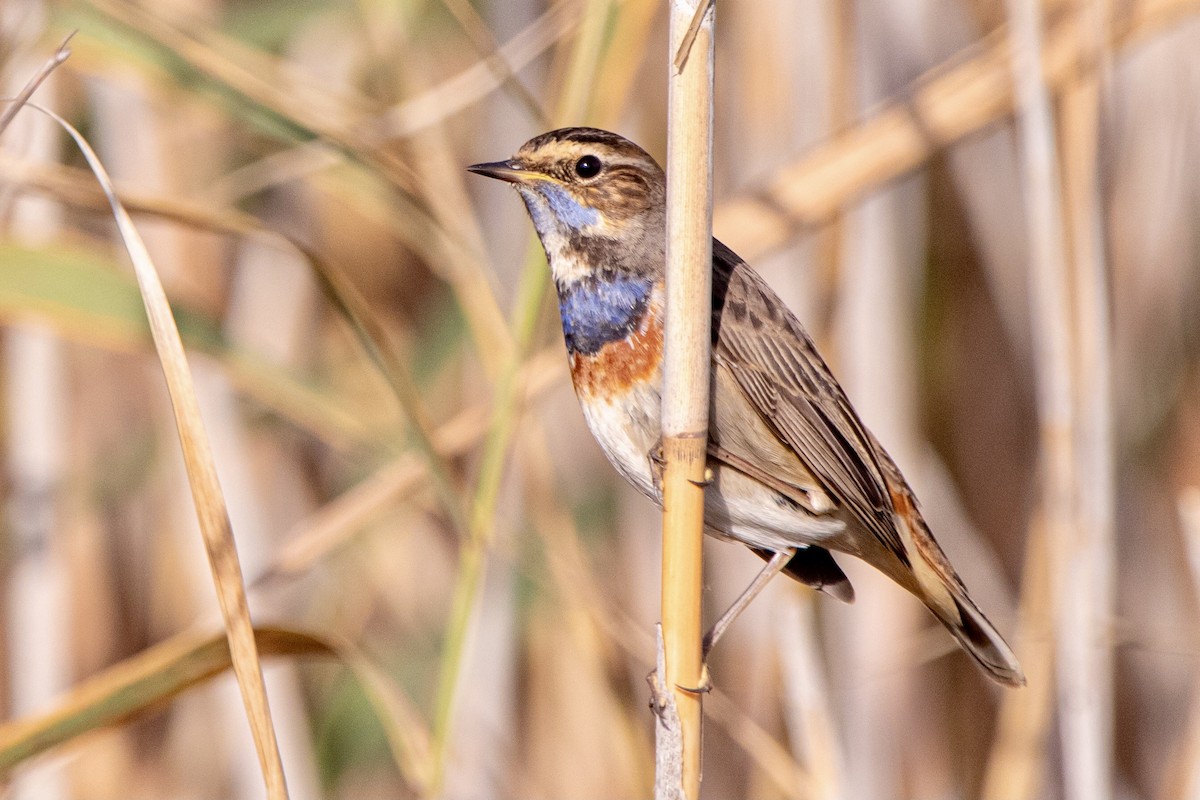 Blaukehlchen - ML626077563