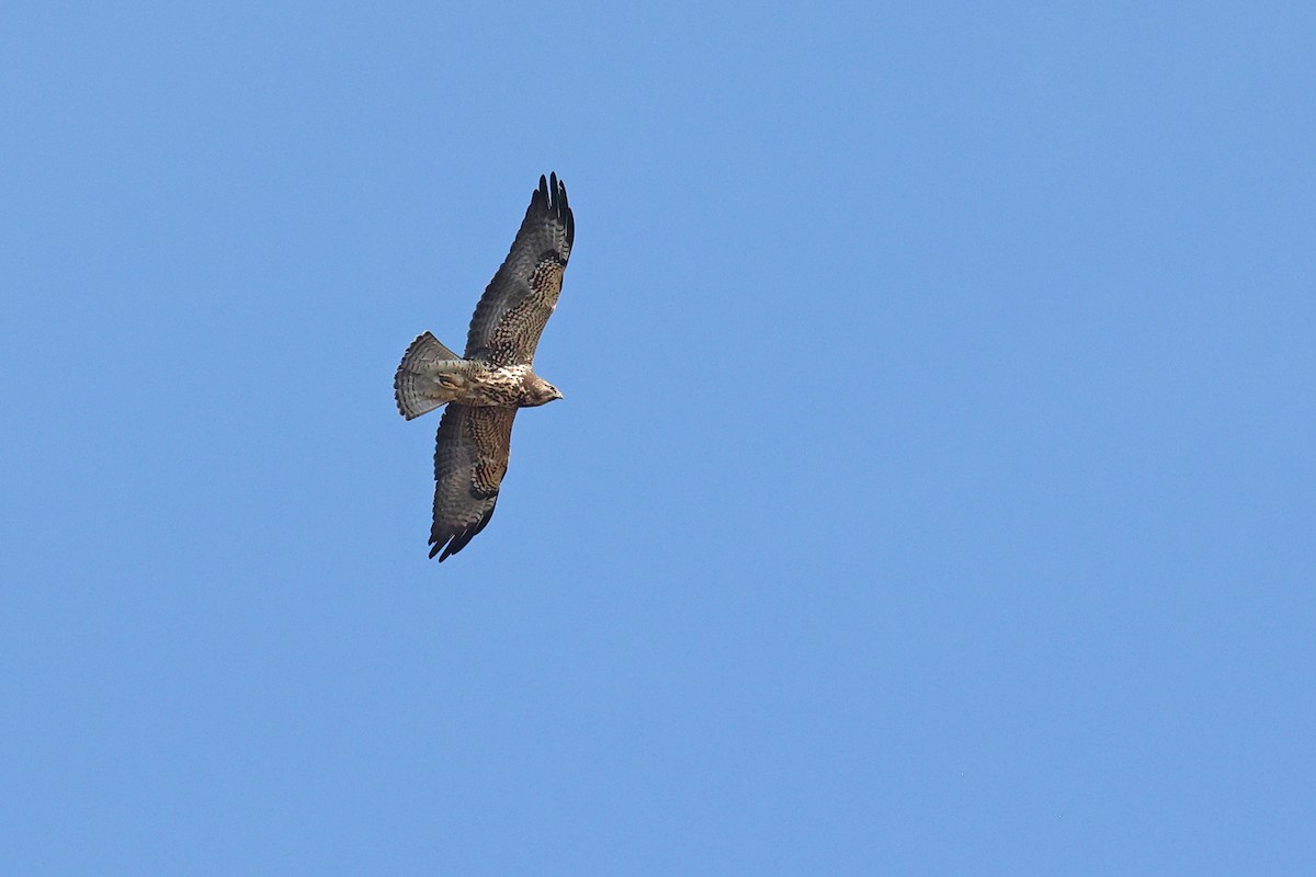 Swainson's Hawk - ML626077809