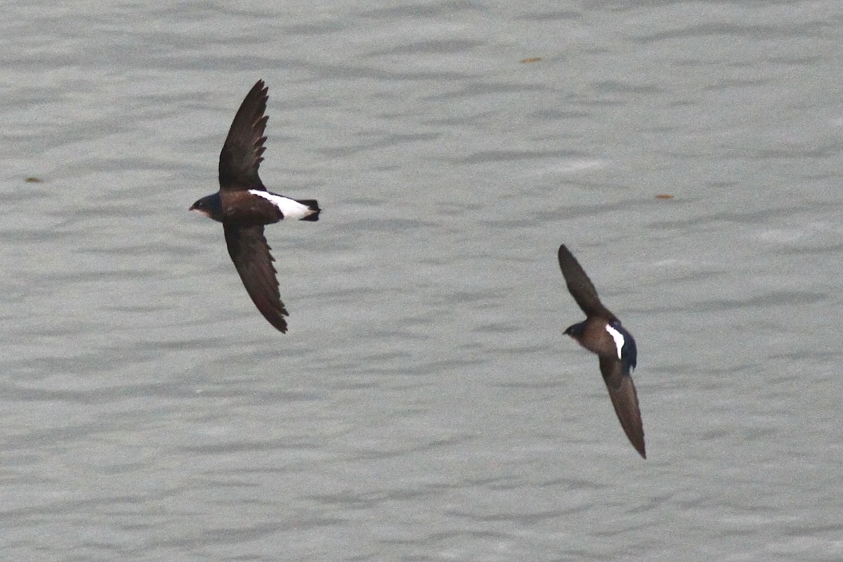 Silver-backed Needletail - ML626077935