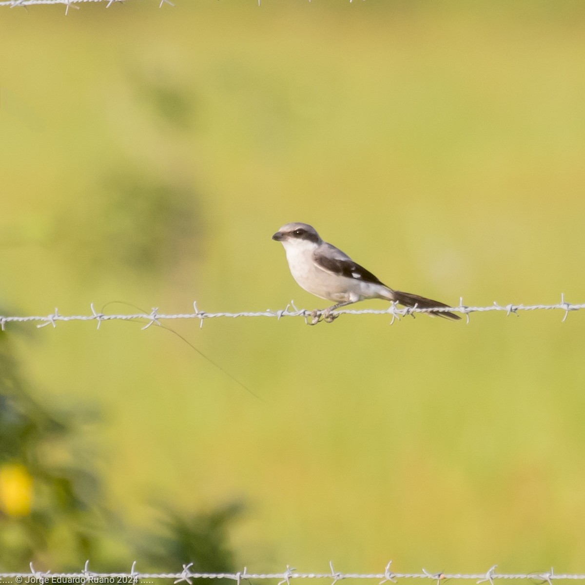 Loggerhead Shrike - ML626077977