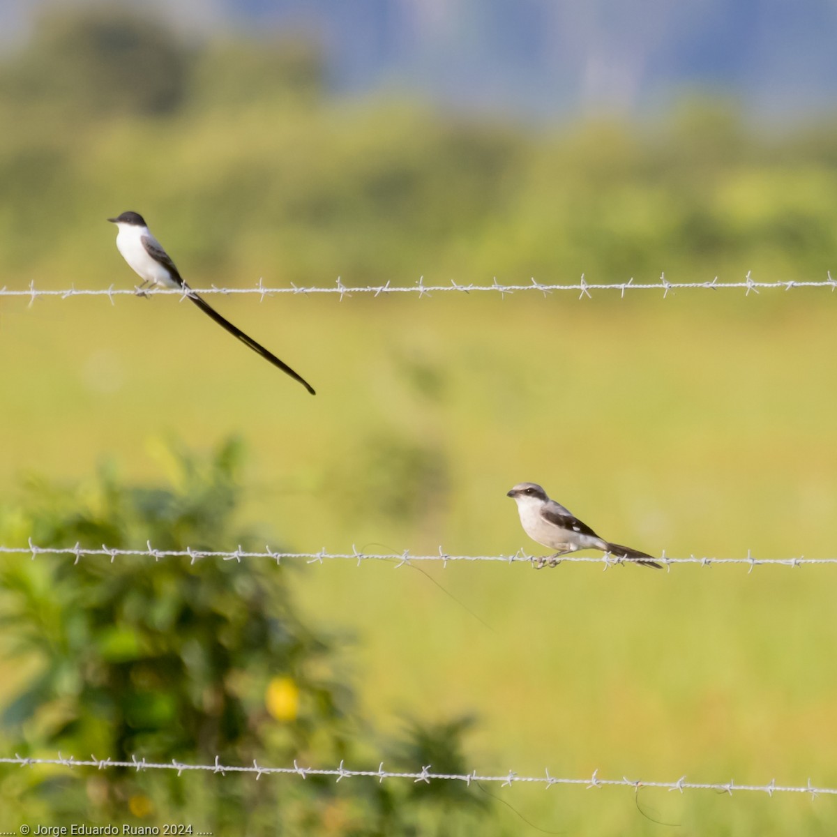 Loggerhead Shrike - ML626077978