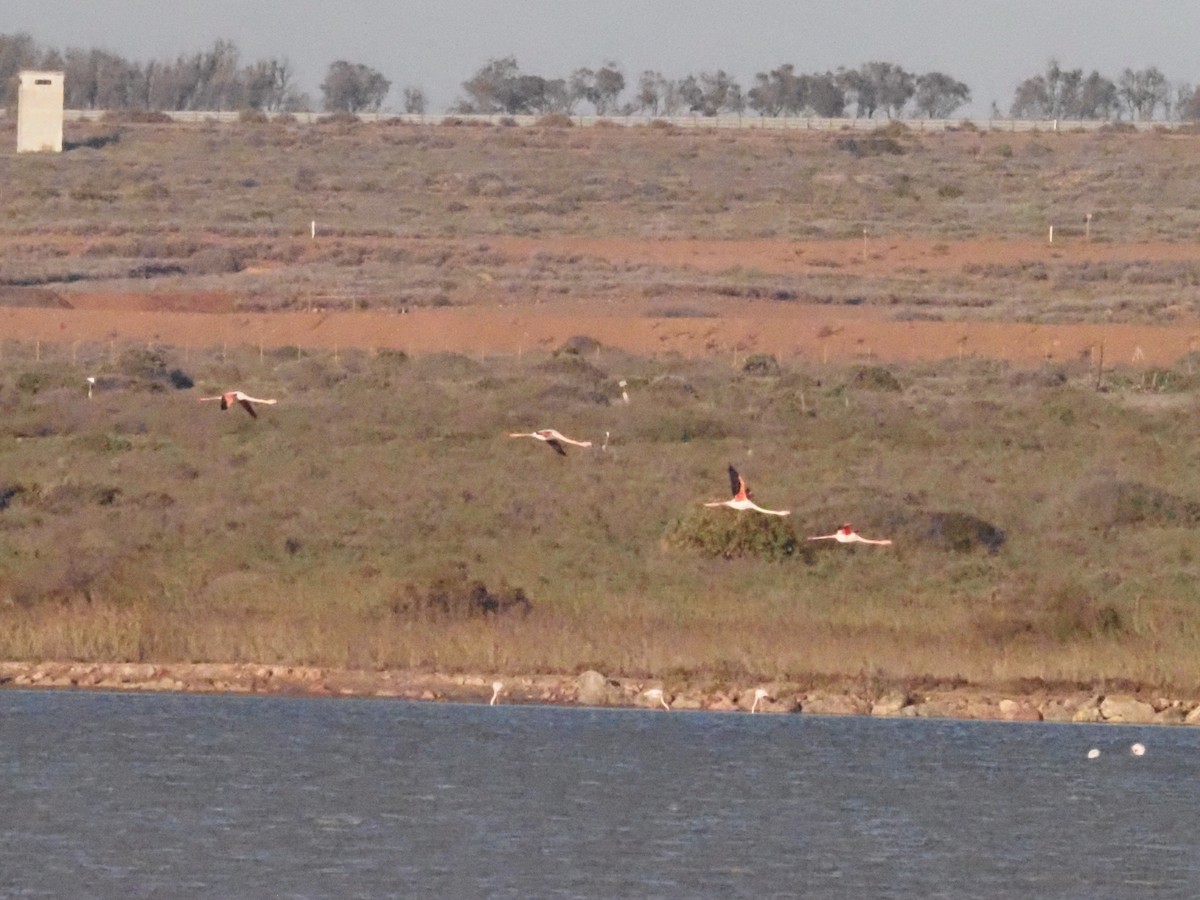 Flamant rose - ML626077990