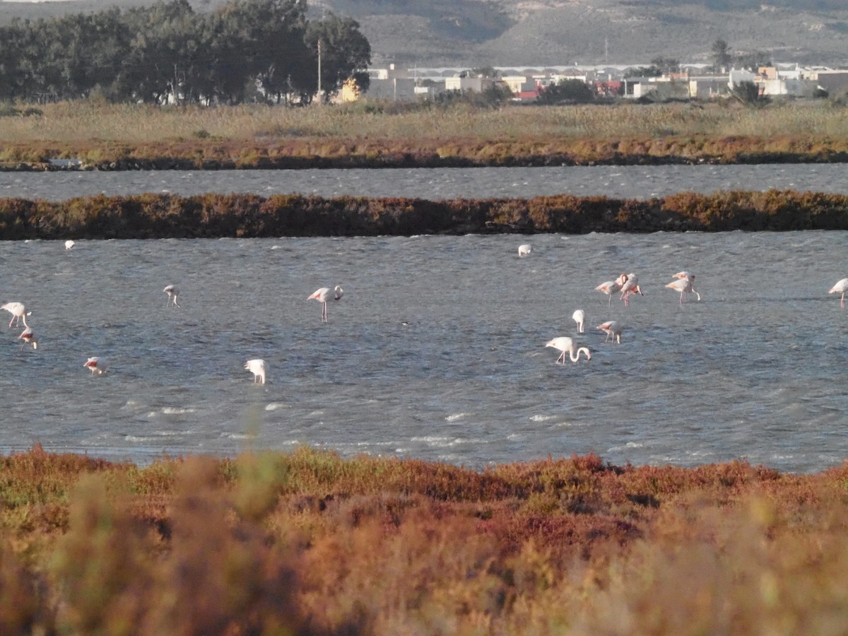 Flamant rose - ML626077992