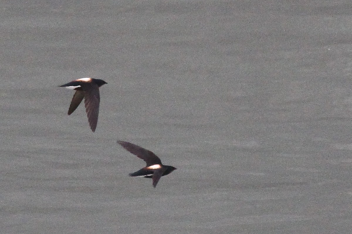 Silver-backed Needletail - ML626078058