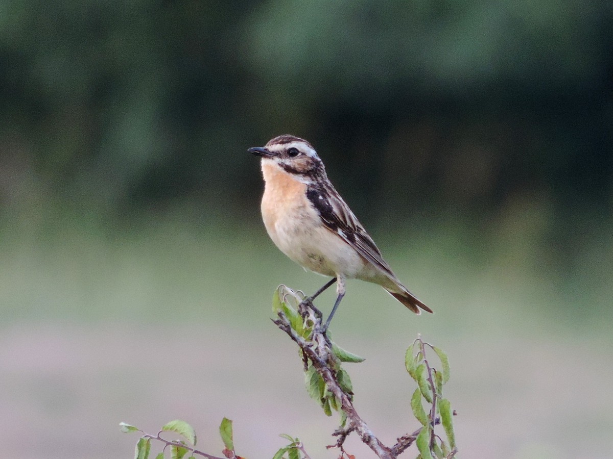 Whinchat - ML626078091