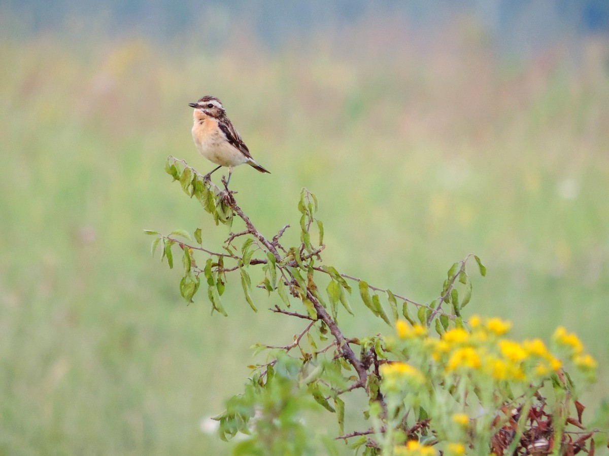 Whinchat - ML626078092