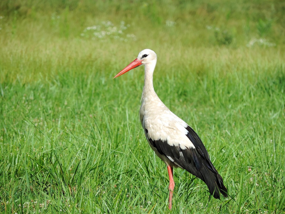 White Stork - ML626078102