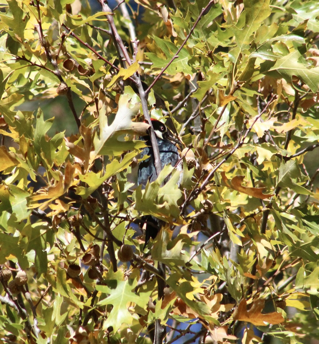 Acorn Woodpecker - ML626078111