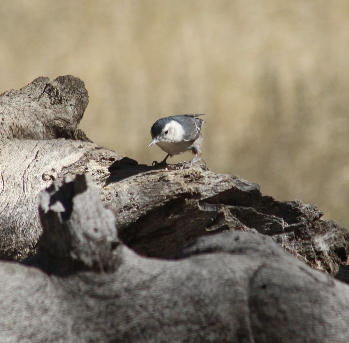 White-breasted Nuthatch - ML626078119