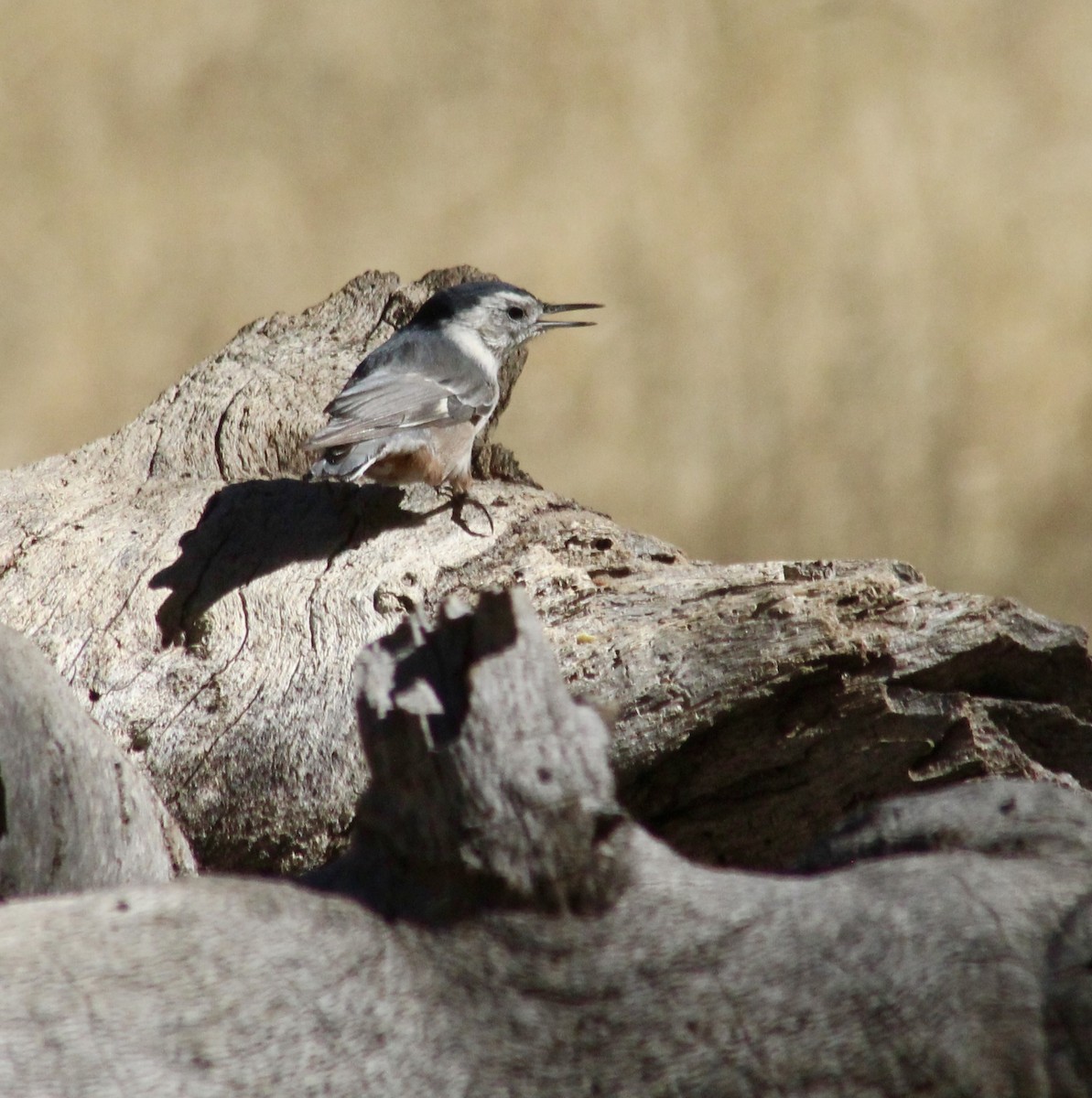 White-breasted Nuthatch - ML626078120