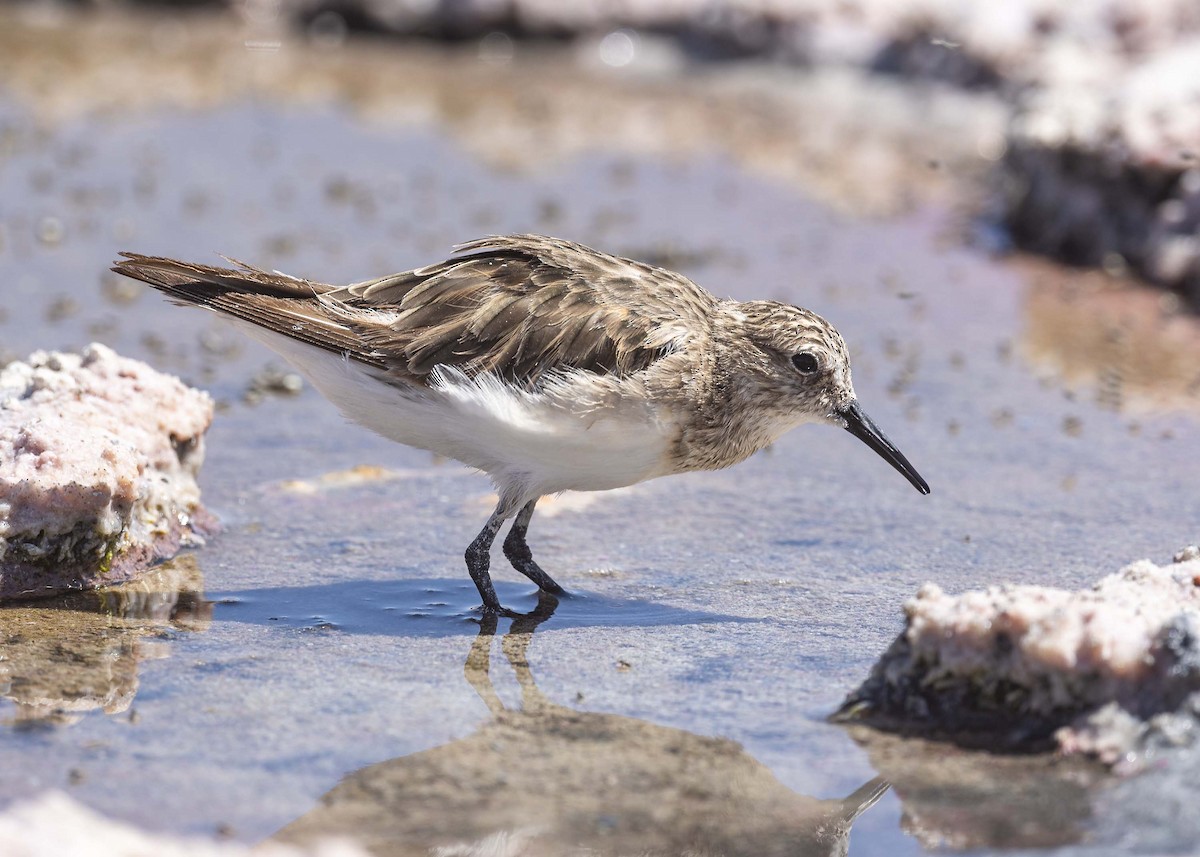 Baird's Sandpiper - ML626078183