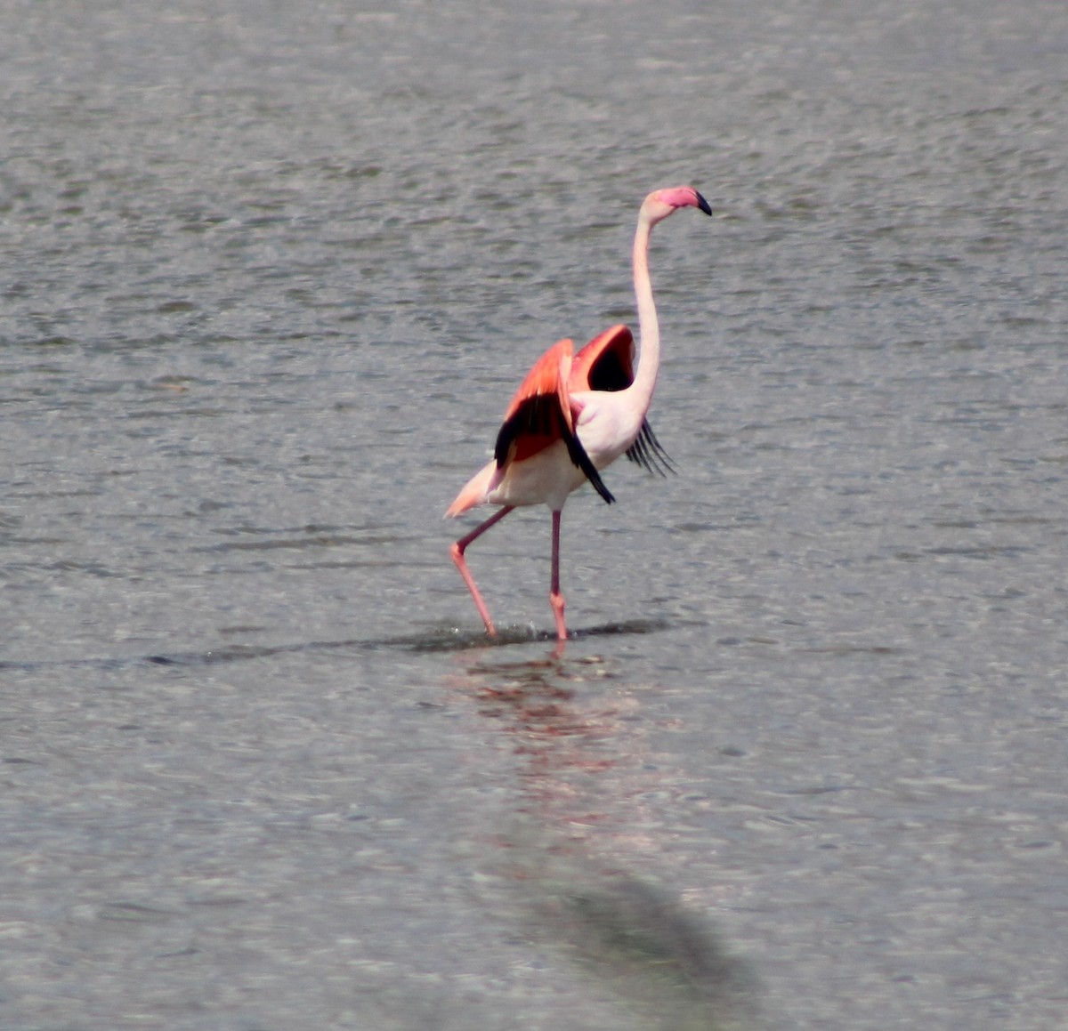 Flamant rose - ML626078186