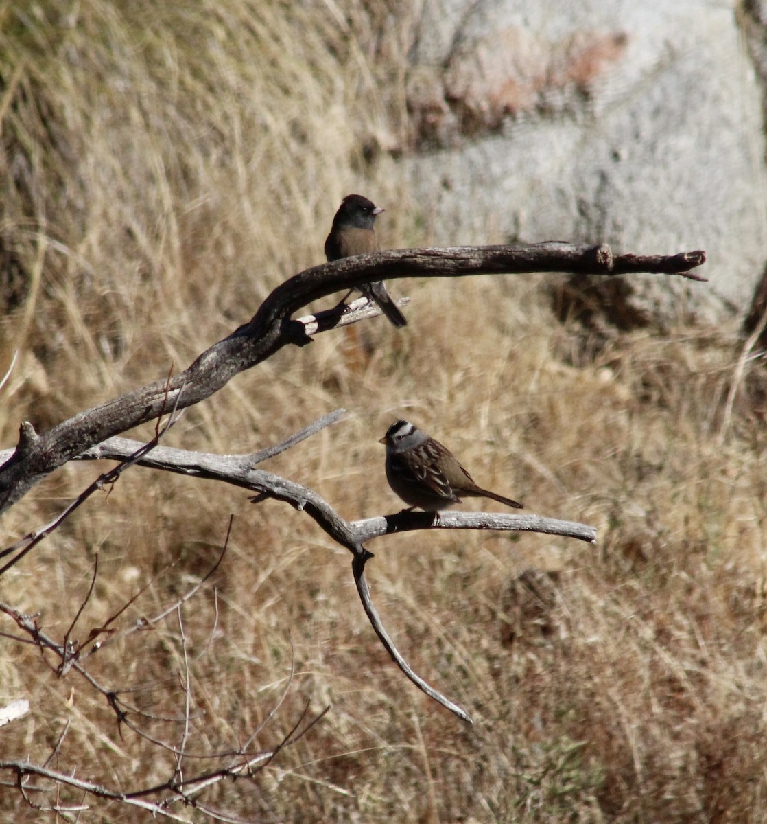 Dark-eyed Junco - ML626078187