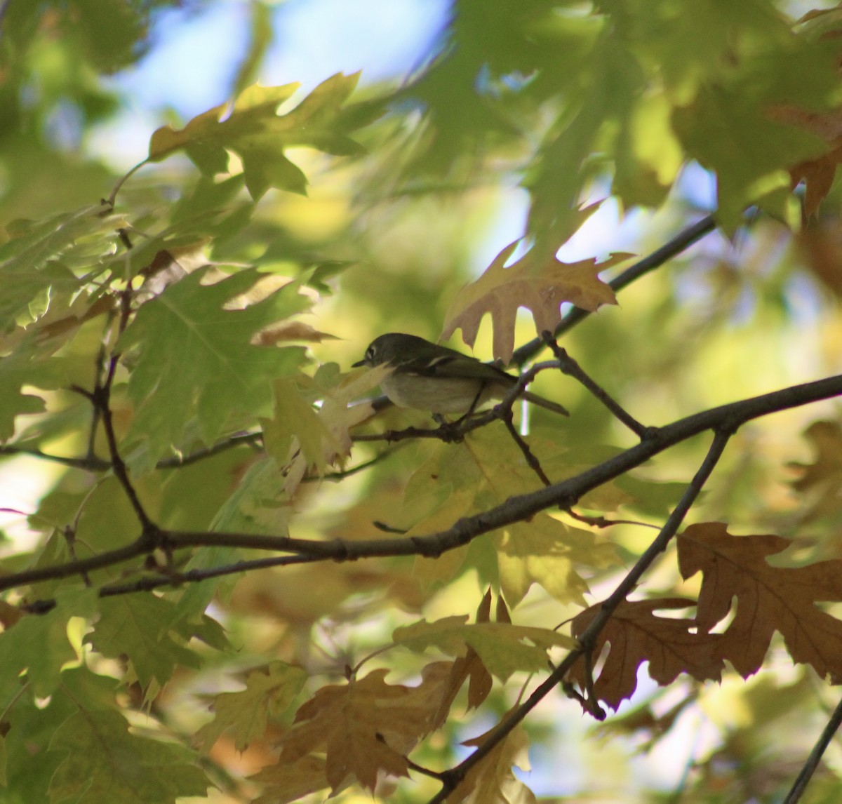 Ruby-crowned Kinglet - ML626078190