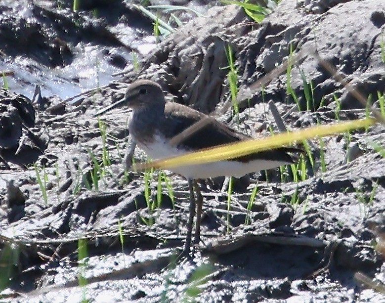 Green Sandpiper - ML626078207