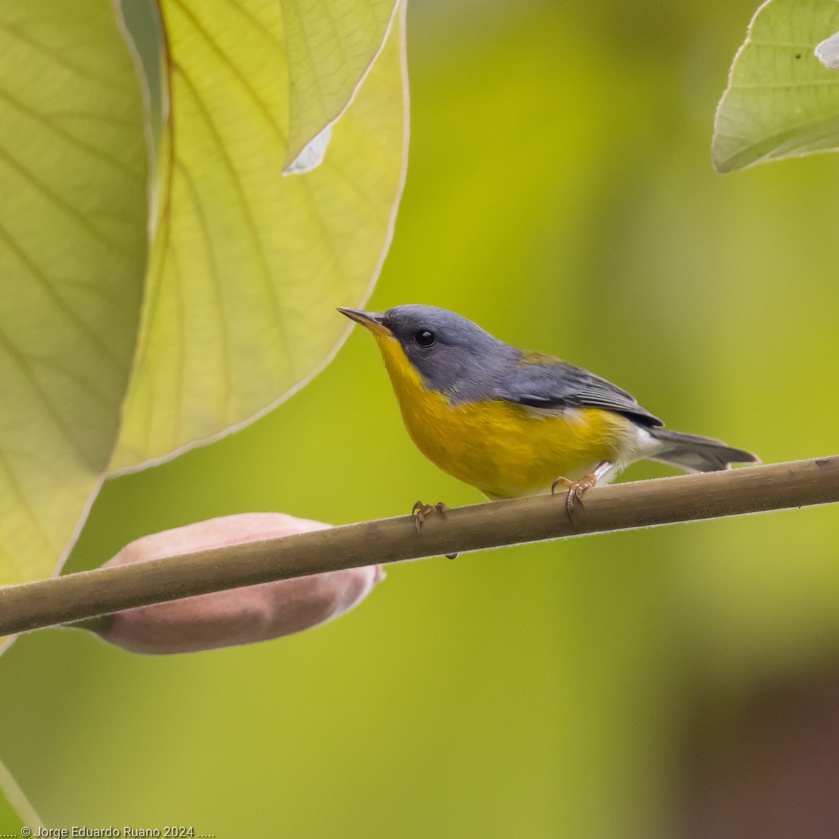 Tropical Parula - ML626078240