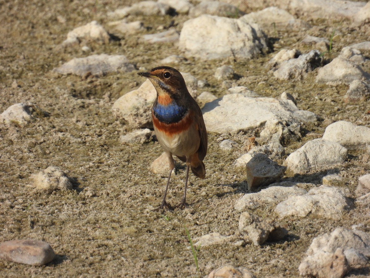 Blaukehlchen - ML626078302