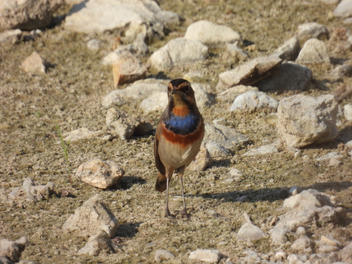 Blaukehlchen - ML626078303