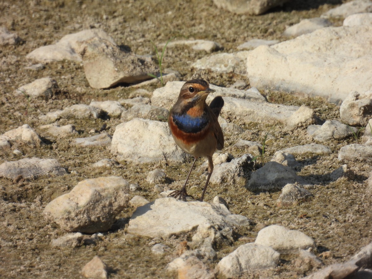 Blaukehlchen - ML626078304