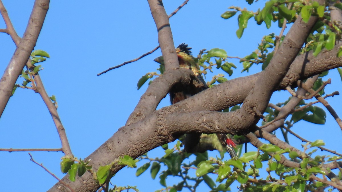 Crested Barbet - ML626078335