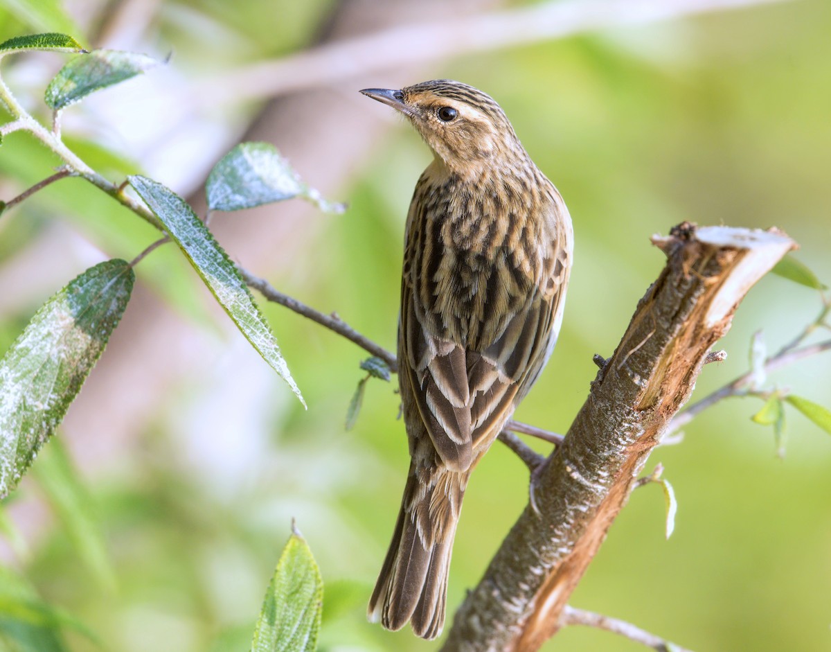 Nilgiri Pipit - ML626078599